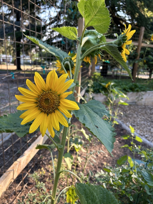 Garden Sunflower