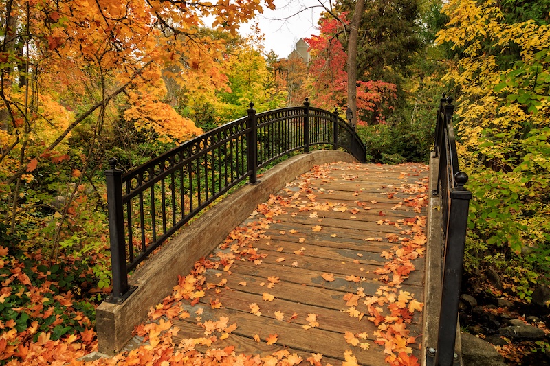 Bridge with falling leaves